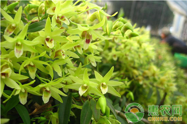廣東省鐵皮石斛大棚栽培管理技術(shù)要點