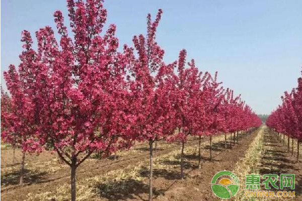 淺析四種海棠行道樹的培養(yǎng)過程