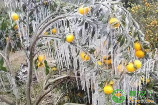 柑橘園遭遇凍害怎么辦？柑橘凍害發(fā)生后的補救措施