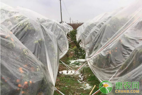 柑橘園遭遇凍害怎么辦？柑橘凍害發(fā)生后的補救措施