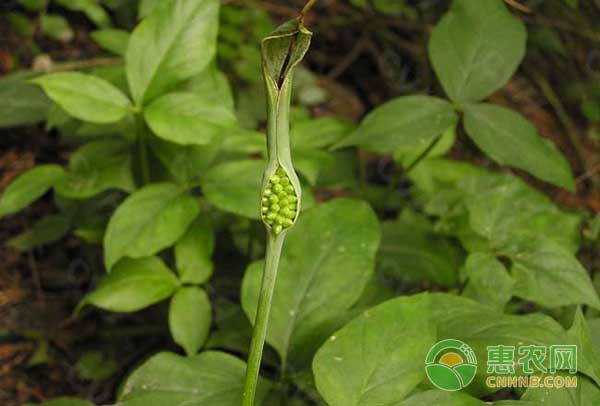 中药材半夏种植管理、加工技术及种植效益分析