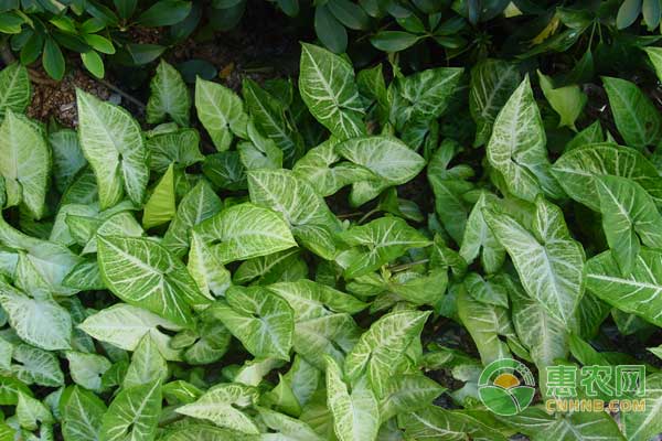 中药材半夏种植管理、加工技术及种植效益分析