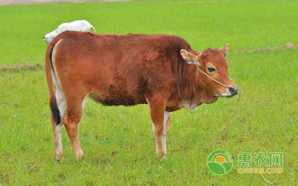 肉牛無公害高效管理要點