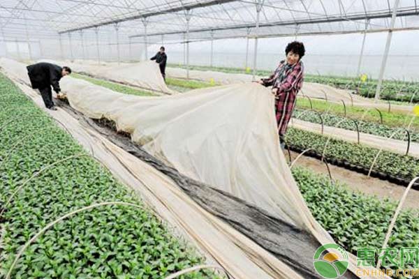 寒潮歸來，如何做好蔬菜防凍措施？