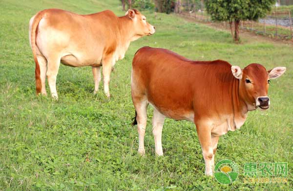 肉牛無公害高效管理要點