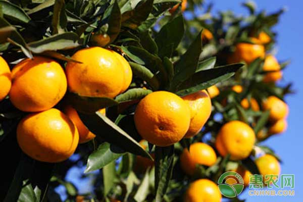 晚熟柑橘種植管理關(guān)鍵技術(shù)