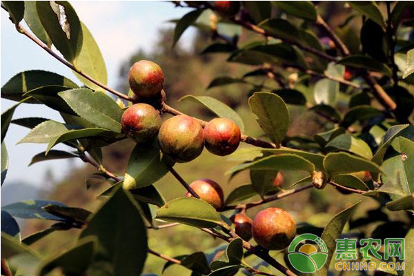 油茶种植如何实现高产？山地油茶提质增效技术
