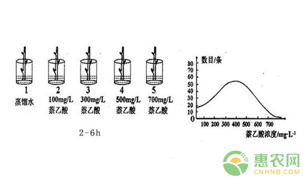 草莓根系處理