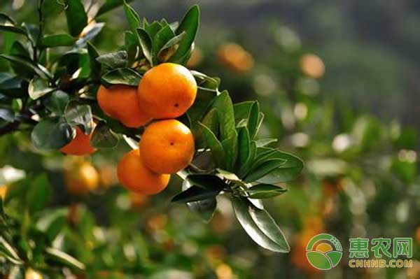 晚熟柑橘種植管理關(guān)鍵技術(shù)