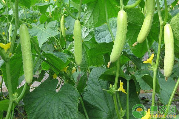 水果黃瓜的種植方法
