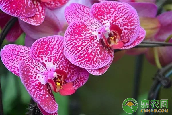 童真蝴蝶蘭的植物學(xué)特性及其栽培技術(shù)要點(diǎn)