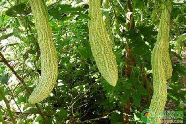 冬季大棚苦瓜與芹菜苗的套作間種方法