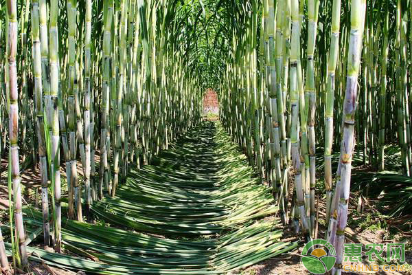 甘蔗如何种植？甘蔗下种及田间管理方法-图片版权归惠农网所有