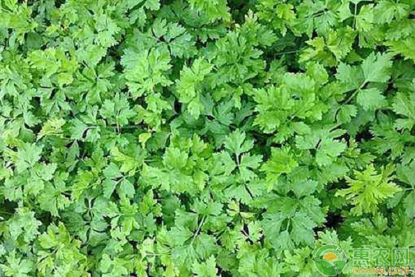 冬季大棚苦瓜與芹菜苗的套作間種方法