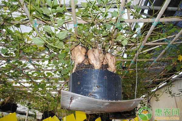 紅薯無土栽培定植后管理方法