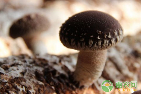 食用菌如何正确采摘？食用菌采摘的新技术-图片版权归惠农网所有