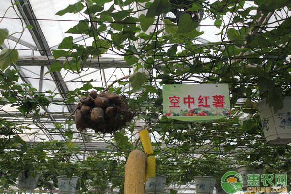 紅薯無土栽培定植后管理方法