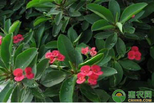 虎刺梅如何養(yǎng)殖？把握這五個(gè)管理要點(diǎn)就行了