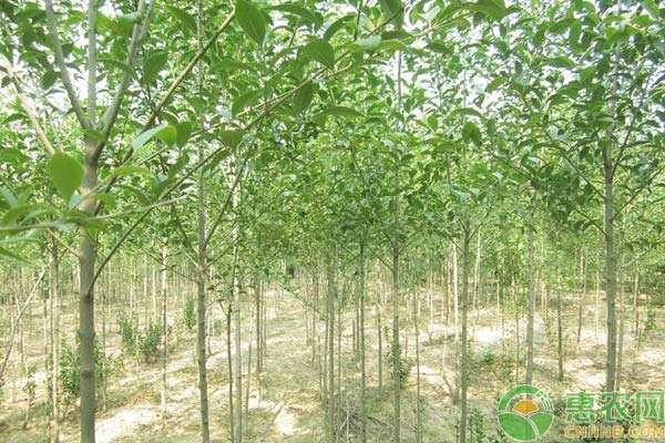大葉女貞的修剪技術(shù)
