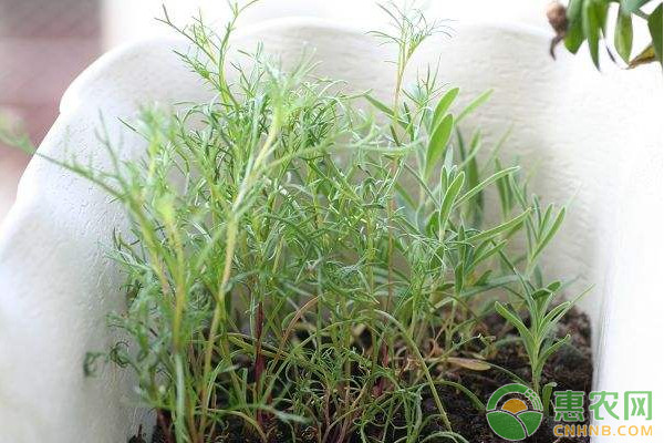 盆栽巨蘭的繁殖方法及病蟲(chóng)害防治