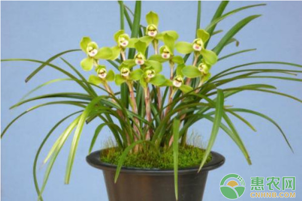 設(shè)施蘭花規(guī)?；a(chǎn)栽培技術(shù)