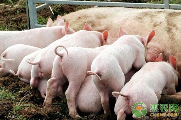 豬霉菌毒素的飼料喂養(yǎng)