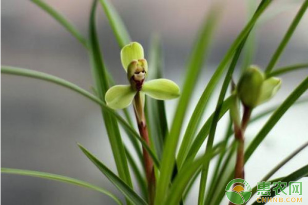 設(shè)施蘭花規(guī)?；a(chǎn)栽培技術(shù)