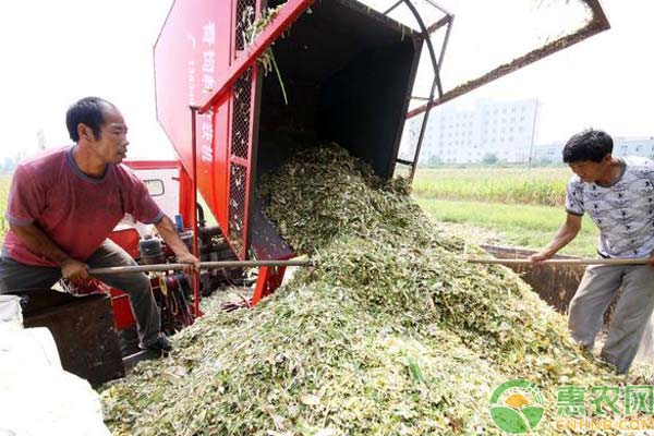 养猪技术：发酵饲料养猪的好处-图片版权归惠农网所有