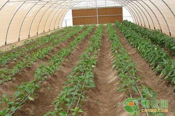 大棚種植用藥事項