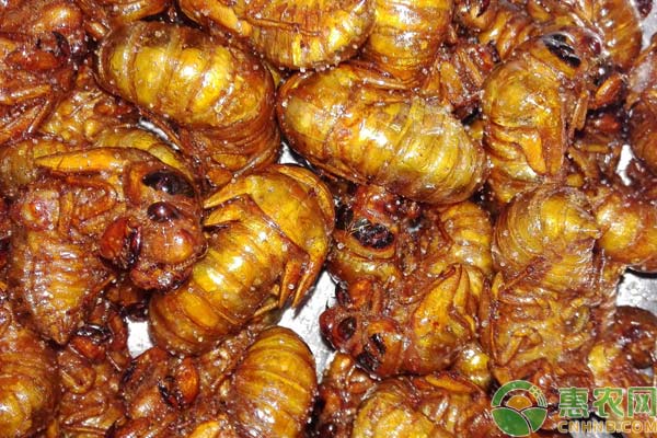 淺析金蟬養(yǎng)殖土質(zhì)選擇重要性 