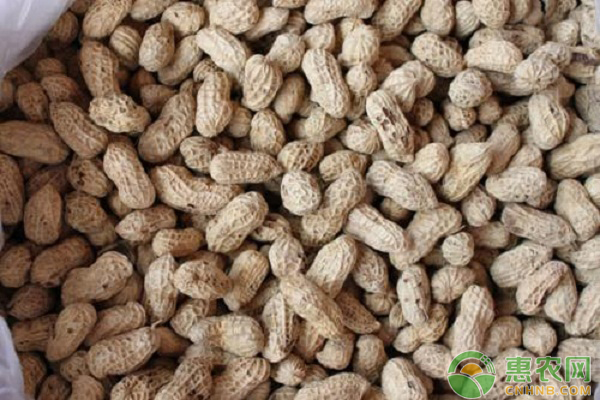花生生產(chǎn)的機械化技術(shù)詳解