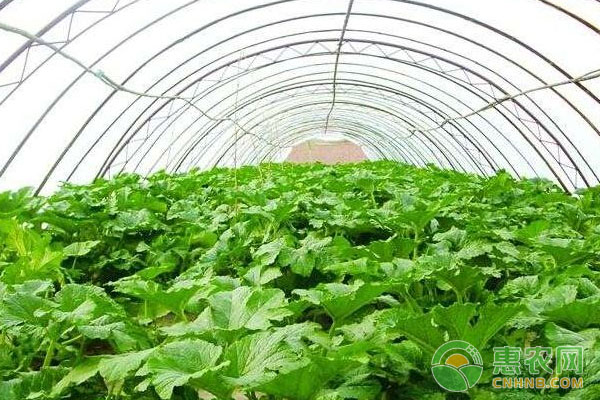 大棚蔬菜如何科學(xué)用藥？