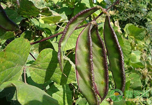 農(nóng)作物有哪些常見病害？如何用藥？