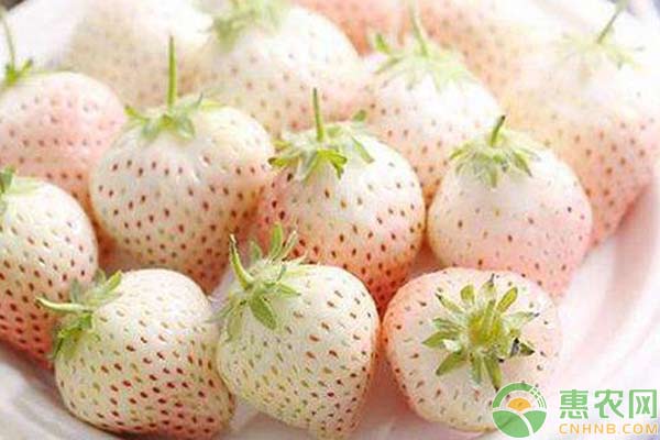 一百元一斤“天價(jià)”白草莓種植技術(shù)