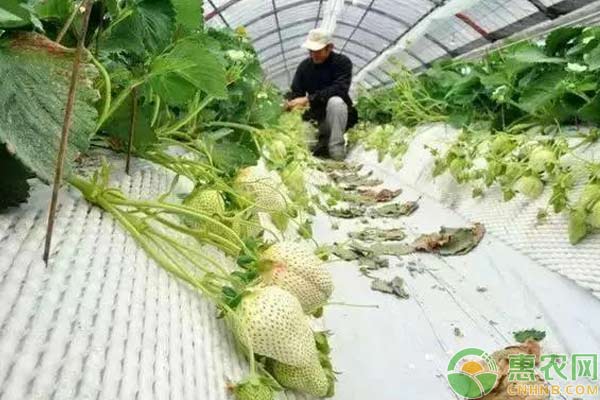 一百元一斤“天價(jià)”白草莓種植技術(shù)