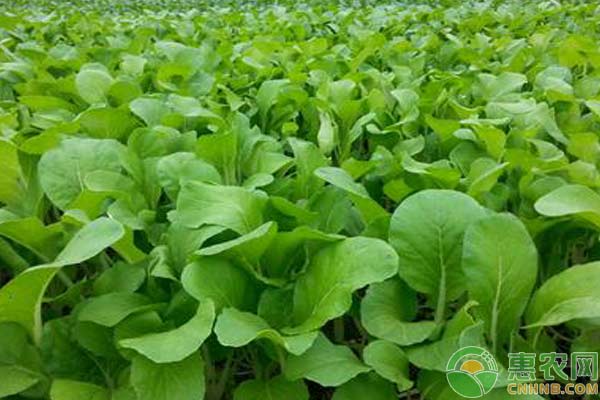 立春過后，如何進行蔬菜管理？