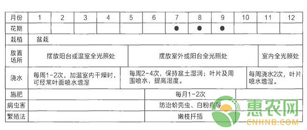 盆栽黃花夜香樹的日常養(yǎng)護(hù)管理技巧