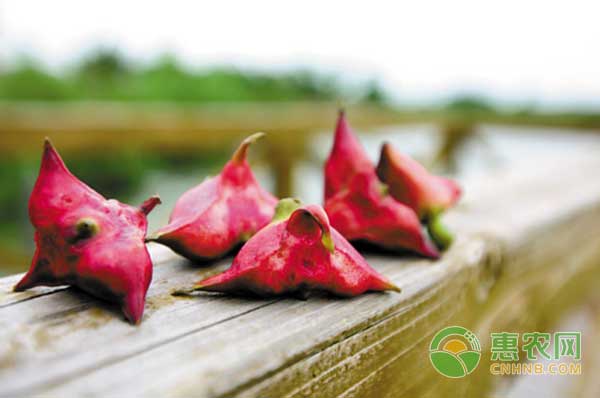 南湖菱怎么與中華鱉混養(yǎng)？重慶地區(qū)池塘混養(yǎng)菱鱉技術
