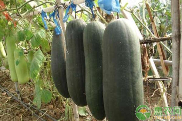  黑皮冬瓜怎么種？黑皮冬瓜種植過程詳解