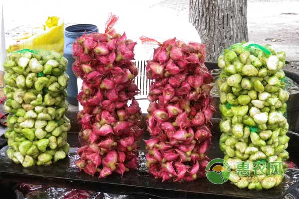 南湖菱怎么與中華鱉混養(yǎng)？重慶地區(qū)池塘混養(yǎng)菱鱉技術