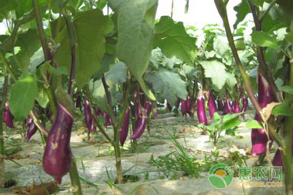 高山地區(qū)茄子反季節(jié)栽培技術(shù)