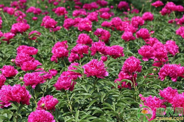 牡丹花怎么養(yǎng)？牡丹花澆水、修剪、施肥注意事項(xiàng)