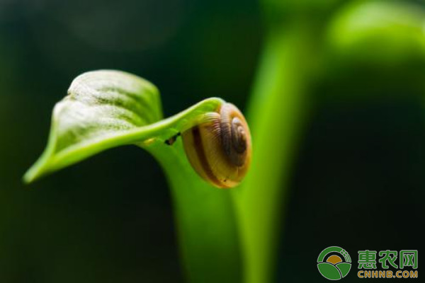 盆栽马蹄莲高效栽培技术及主要病虫害防治