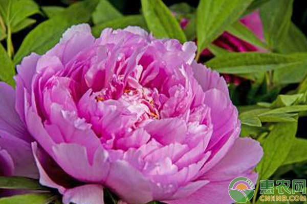 牡丹花怎么養(yǎng)？牡丹花澆水、修剪、施肥注意事項(xiàng)