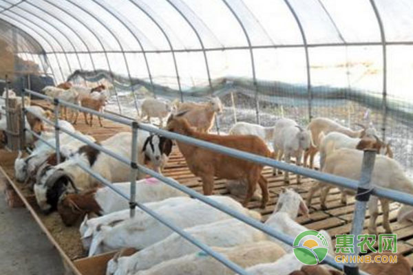 肉羊配種方法有哪些？
