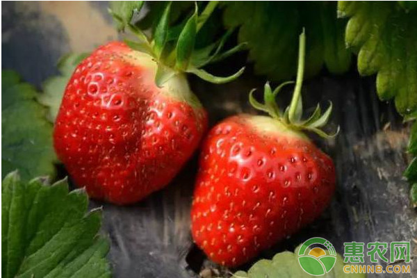 草莓種植課堂：采摘期的草莓怎么管理？