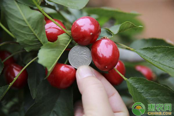 解密甜櫻桃花芽分化過程要點(diǎn)