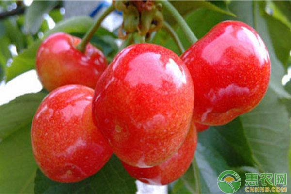 解密甜櫻桃花芽分化過程要點(diǎn)