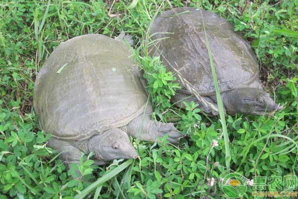 甲魚(yú)養(yǎng)殖攻略，附甲魚(yú)的全年管理方法