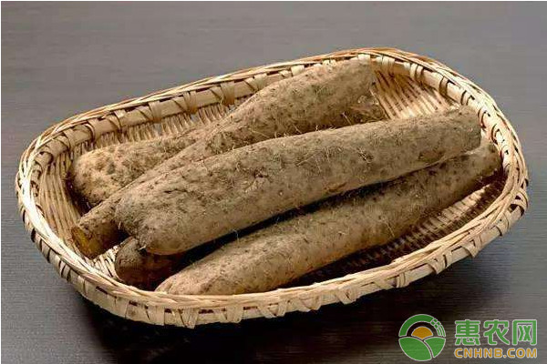 山藥種植技術(shù)